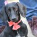 Emite Gobierno de la Ciudad medidas para el cuidado de mascotas ante temporada de frío